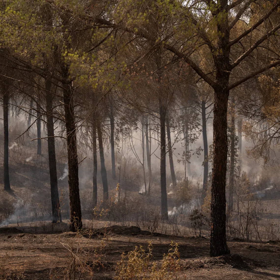 Smoke rises from scorched ground where flames swept through a pine forest during the wildfire in Niebla, Huelva, Spain.