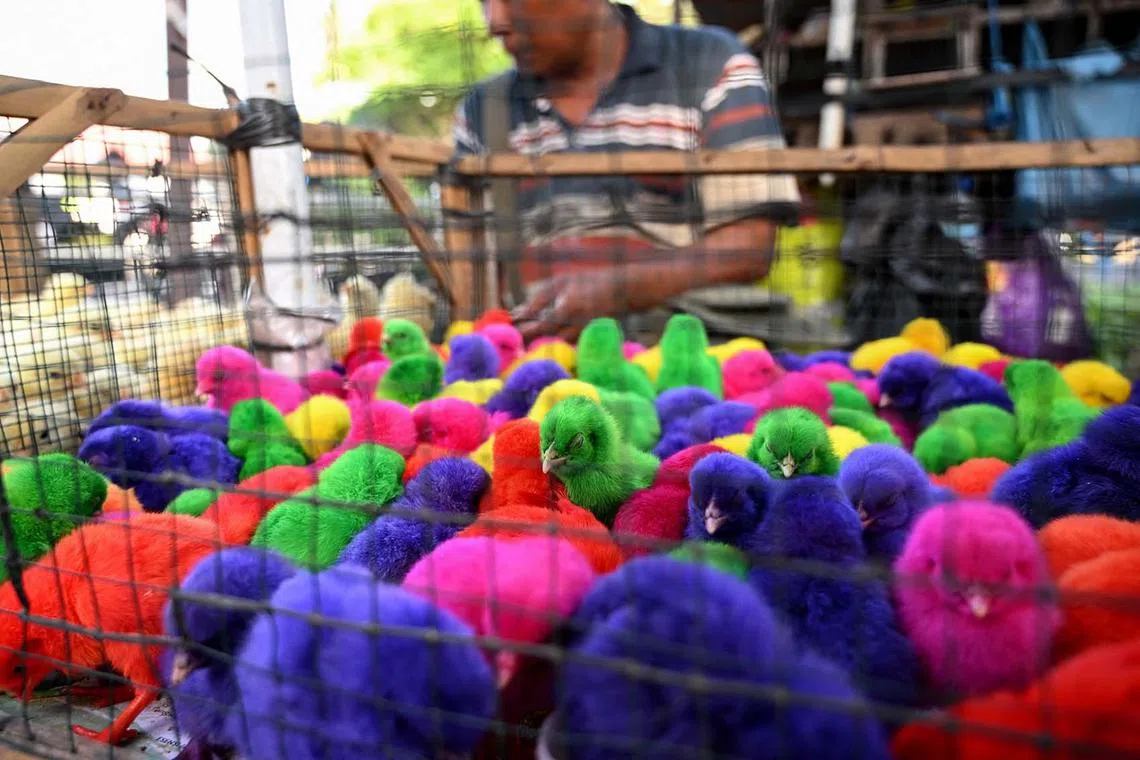 Chicks dyed in bright colours are seen for sale at the Beringkit traditional market in Mengwi, Badung regency on Bali island on Dec 13, 2023. 