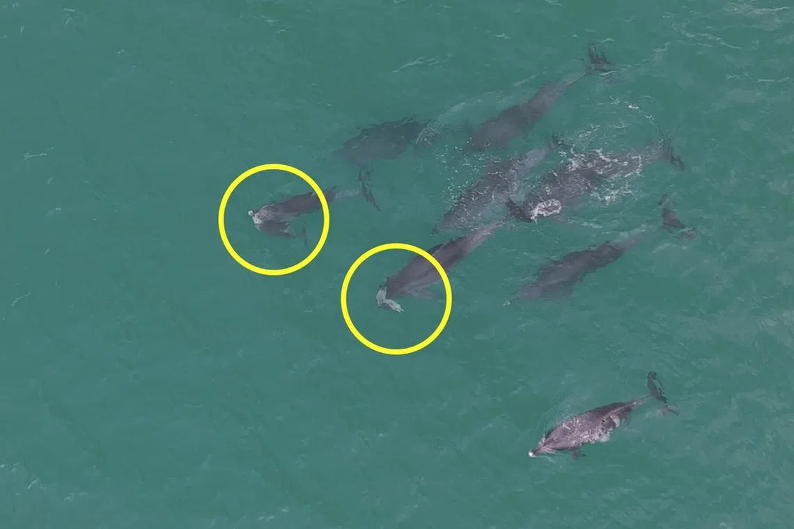 Dolphins seen carrying dead calves off South Korea’s Jeju Island raise concern