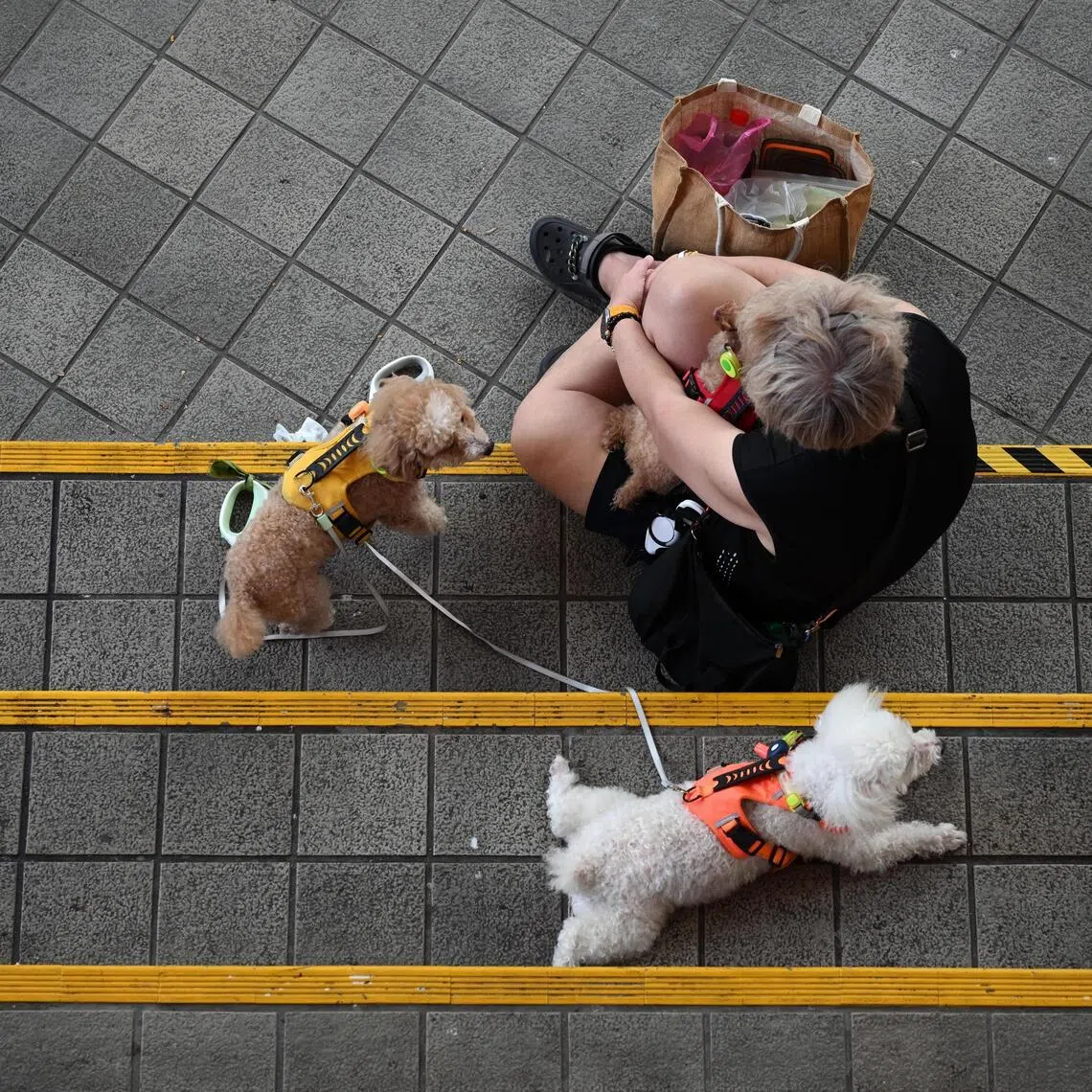 Singapore has been free of rabies since 1953, but keeping it that way requires everyone to play his part.