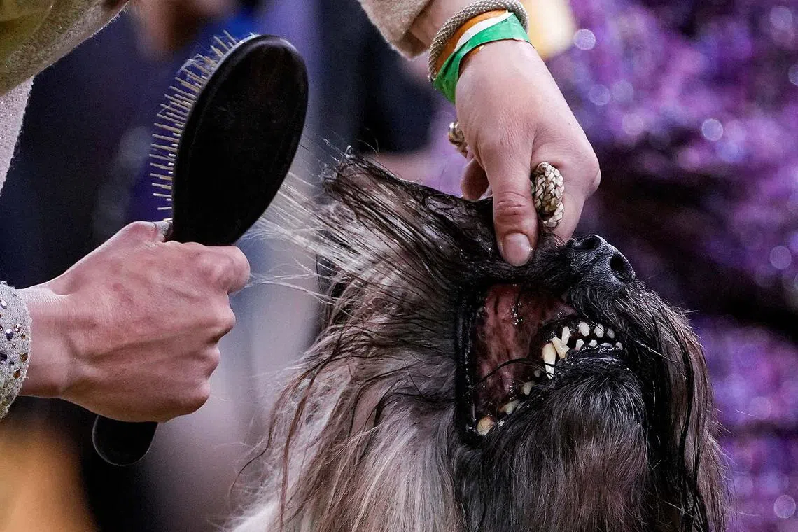 A dog getting ready to compete during the 149th Annual Westminster Kennel Club Dog Show at the Madison Square Garden in New York City, New York, US, Feb 10, 2025. 
