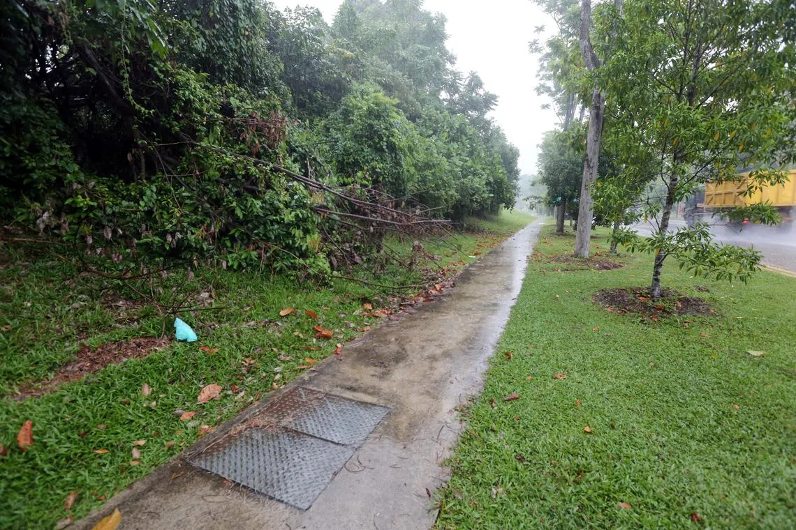 The victim was attacked in Turf Club Avenue (above) in 2019.