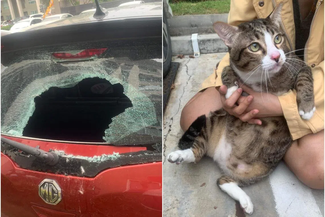 Apiwat Toyothaka could not get angry when he saw the frightened cat hiding under his car after jumping out of the broken windscreen. 