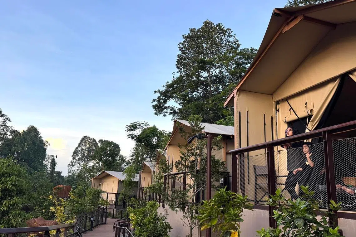 Crocodile Lodge, a glamping experience within Mandai Wildlife Reserve, features air-conditioned tents and modern amenities.