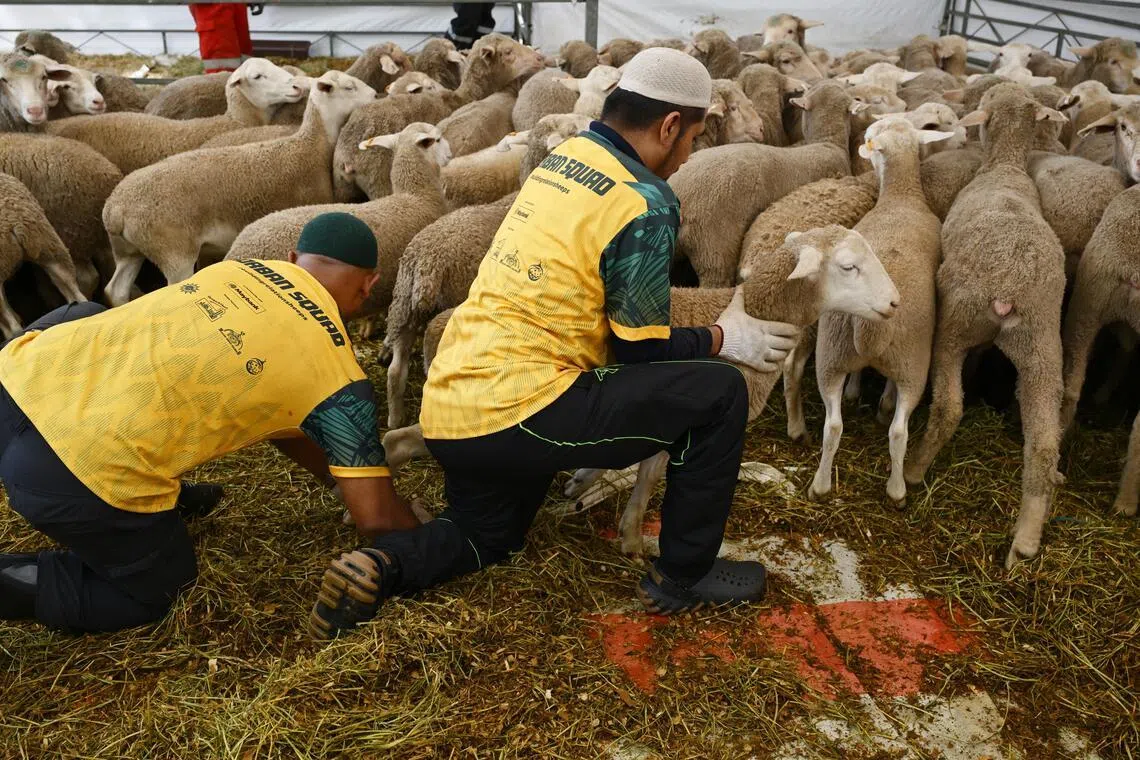Staff at Pertapis Halfway House in Geylang preparing sheep for korban on May 27. 