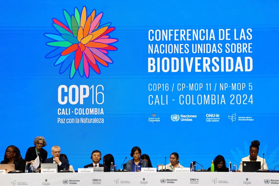 FILE PHOTO: The opening plenary of the 16th United Nations Biodiversity Summit (COP16), in Yumbo, Colombia October 21, 2024. REUTERS/Luisa Gonzalez/File Photo