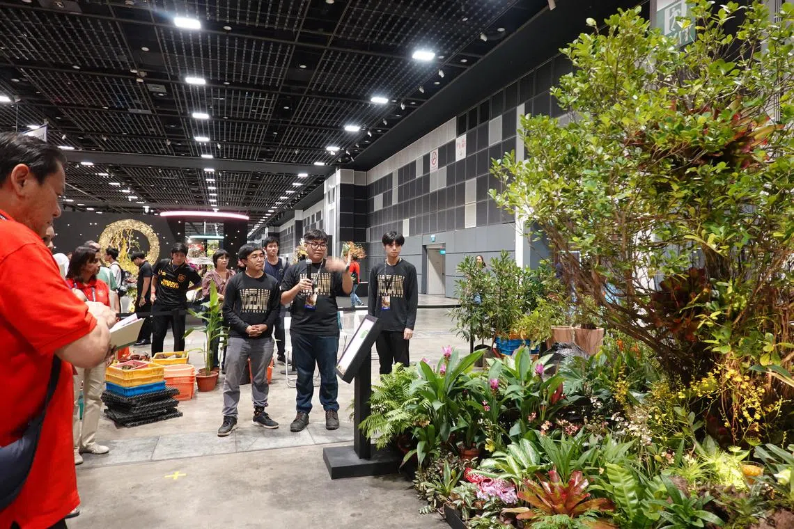 rcdesign - The heat was on for Bryan Lim from Ngee Ann Polytechnic, who was a previous winner when he was in ITE and participating in an earlier edition of the Landscape Design Challenge. This year, he and his friends Aryan Chong and Ng Jun Xiang put together Fiesta, a display with an impressive ficus tree as its centrepiece.

Copyright: Serene Luo