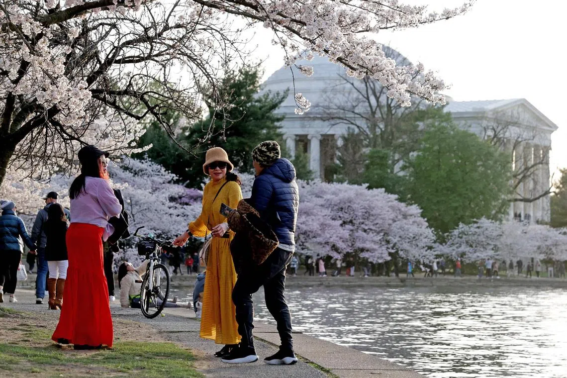 Visitors enjoying cherry trees in full bloom at the Tidal Basin on March 19, 2024, in Washington, DC.