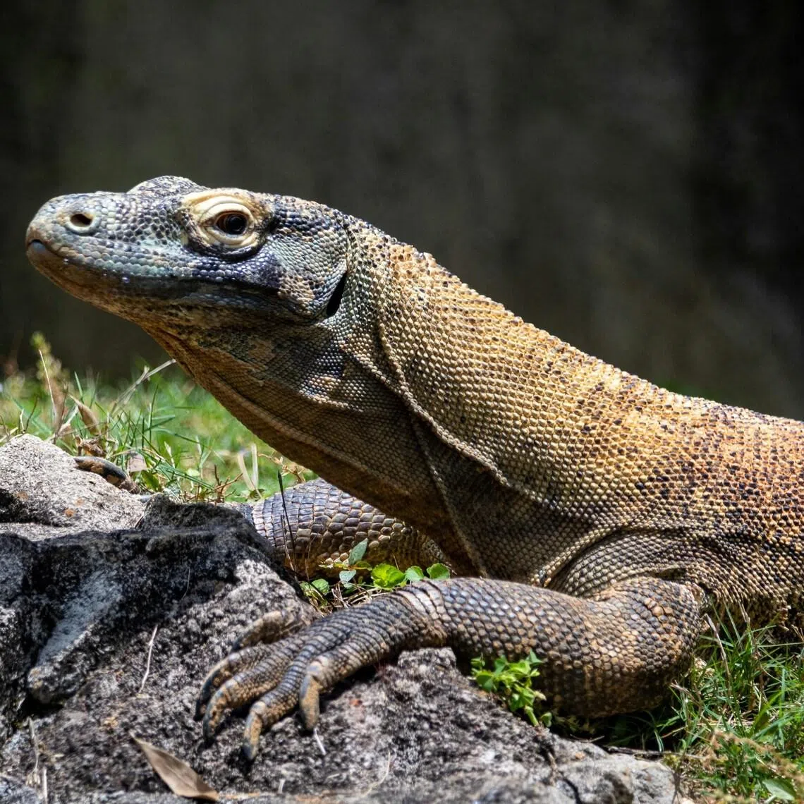 Police said the suspects have smuggled and traded at least 20 Komodo dragons since January 2025, and pocketed some US$33,000 (S$41,960).