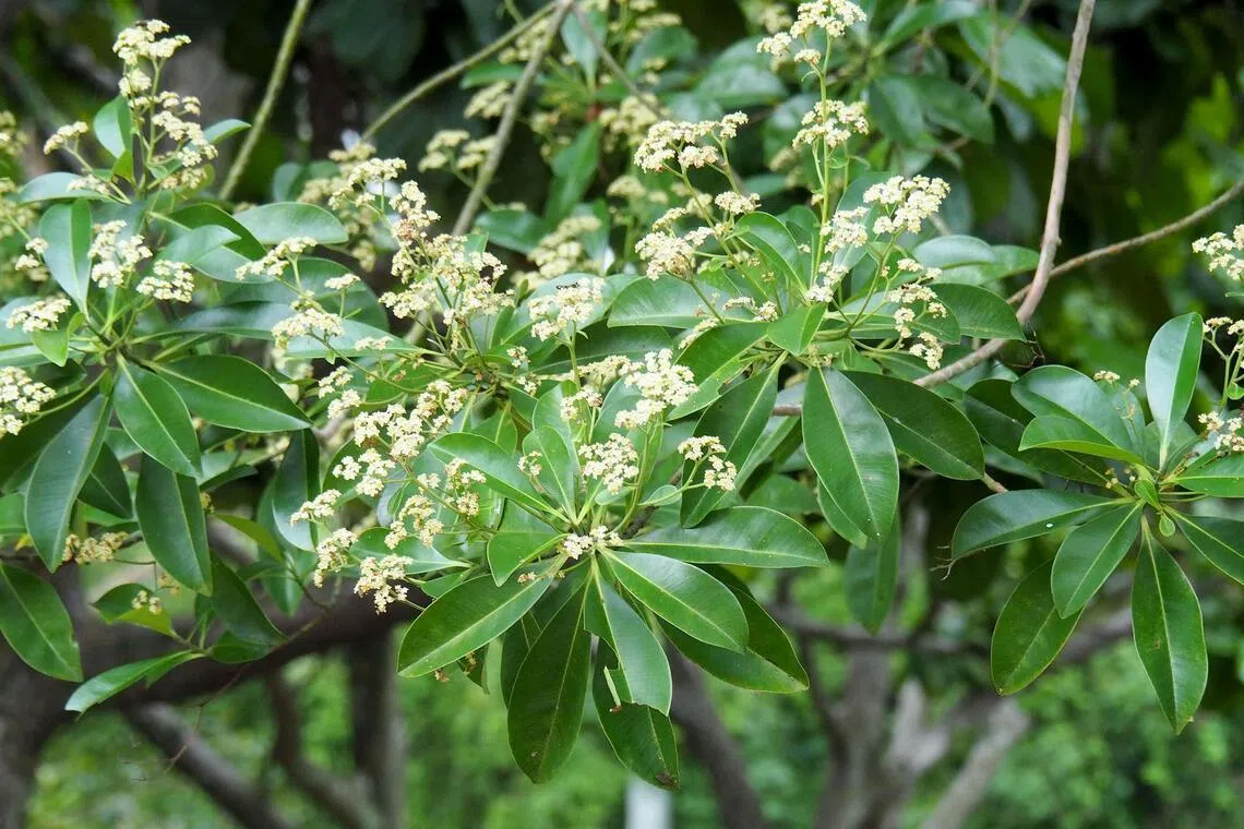 This endangered native River Tristania tree can grow up to 24m tall, and can be found in Singapore’s parks and streets.