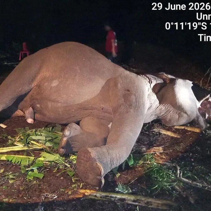 The carcass of Indro, a 45-year-old male Sumatran elephant (Elephas maximus sumatranus) is seen on June 29 after he was declared dead.
