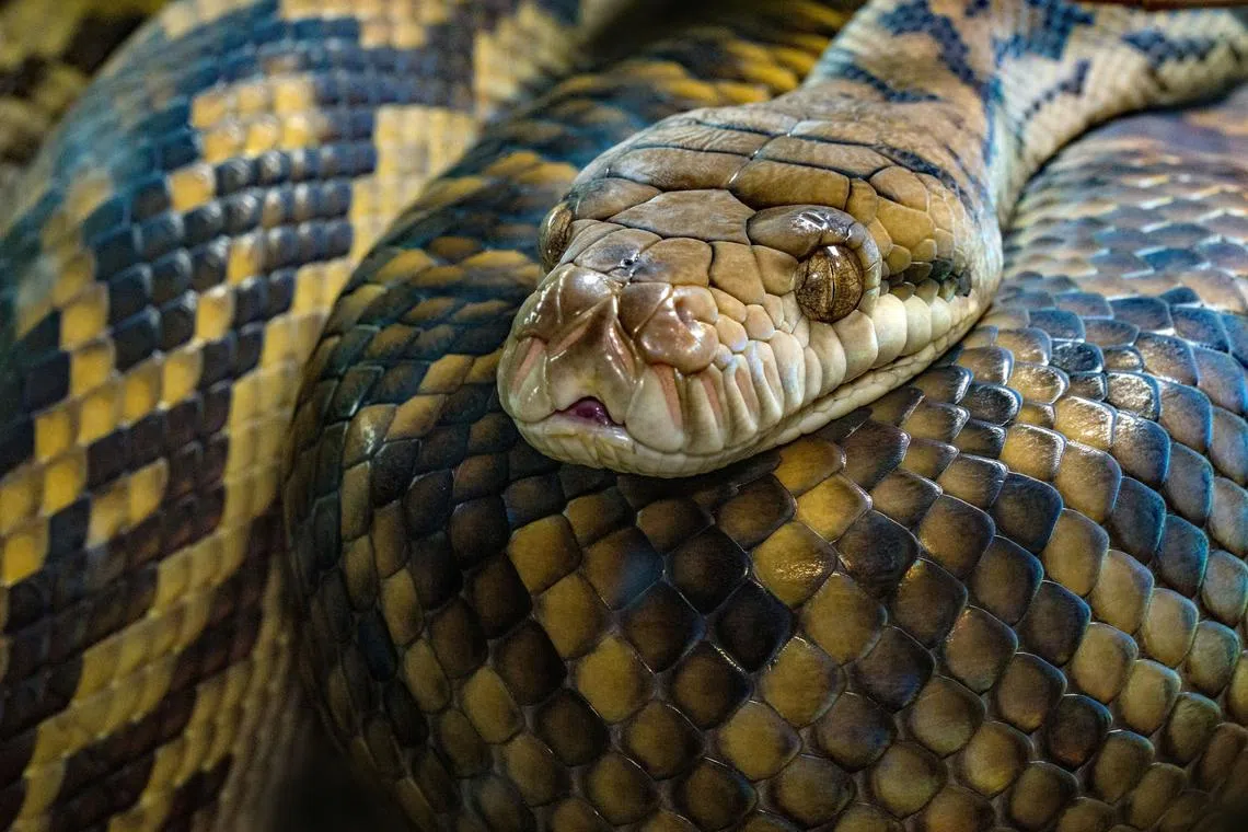 The husband and residents of Kalempang village discovered the woman inside the reticulated python.