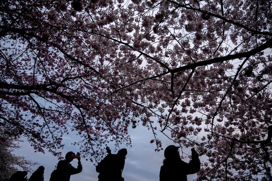 Visitors photograph blooming cherry blossom trees at the Tidal Basin in Washington, DC, during the 2023 National Cherry Blossom Festival, on March 22, 2023. - The festival runs from March 18 through April 16, with the peak bloom expected from March 22 to 25. (Photo by Stefani Reynolds / AFP)