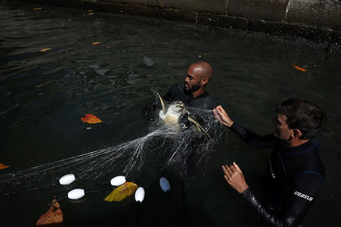 Biologist Ricardo Gomes, from NGO Instituto Mar Urbano (R), and veterinarian Yohany Perez, take a Green Sea Turtle out of a net, during an intentional capture to monitor turtles' health, weight and pollution level, by Universidade Federal Fluminense (UFF), in the Guanabara Bay in Rio de Janeiro, Brazil August 27, 2024. REUTERS/Pilar Olivares