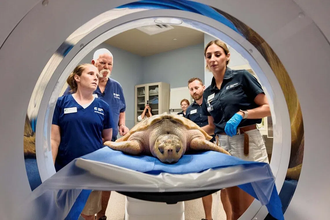 Rhossi, a critically endangered Kemp's ridley sea turtle, is prepared to undergo a CT scan at Houston Zoo in Houston, Texas, U.S., August 11, 2026. REUTERS/Evan Garcia TPX IMAGES OF THE DAY