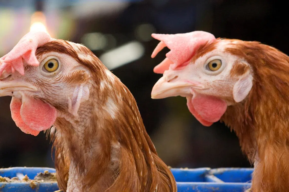 More than half of Thai chicken exports are processed products, allowing the industry to tap into growing demand for ready-to-eat chicken.