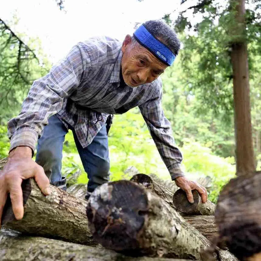 Yoshiyuki Kudo, 81, a farmer in Soma, Fukushima Prefecture, expects to harvest about 20kg of shiitake mushrooms in the autumn.