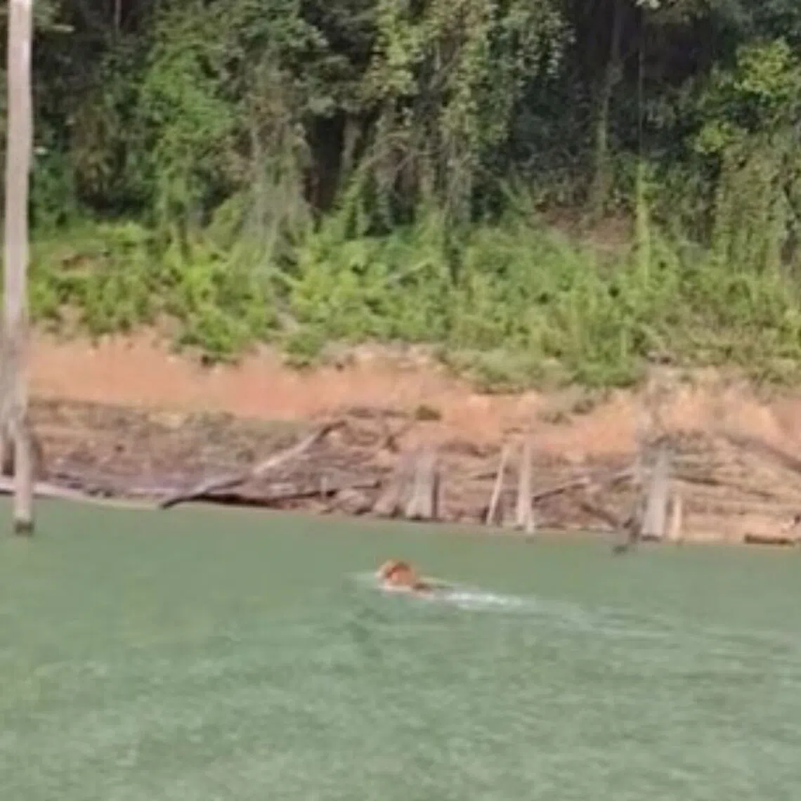 Park rangers were cheering and expressing their excitement at seeing the tiger in a 37-second video clip shared on Facebook.