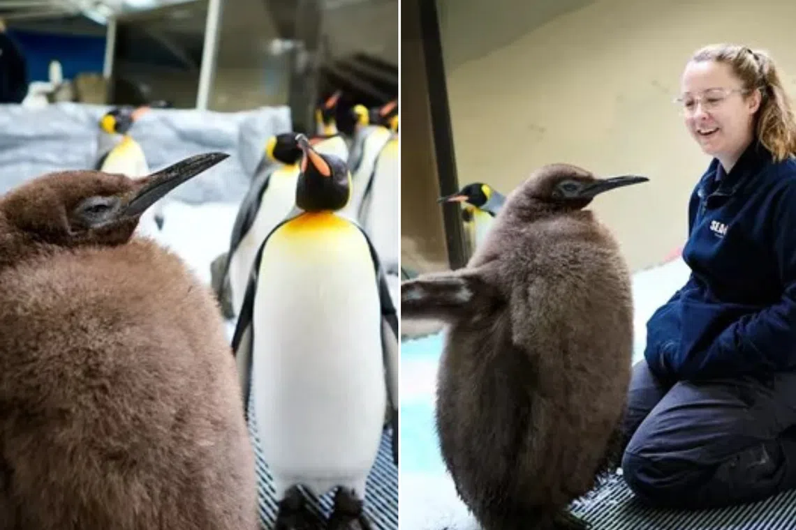 An unusually large king penguin chick – named Pesto – has been drawing visitors to Sea Life Melbourne Aquarium.