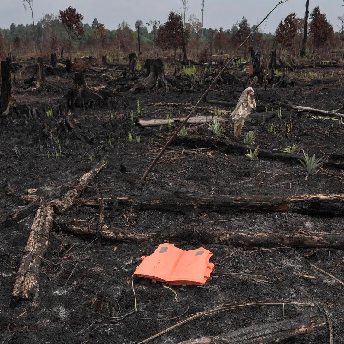 Aftermath of a forest fire in Bengkalis regency in 2019. Since January, fires have scorched 59.38ha of land across 10 of Riau’s 12 regencies and cities, with Bengkalis regency and Pekanbaru the worst affected. 