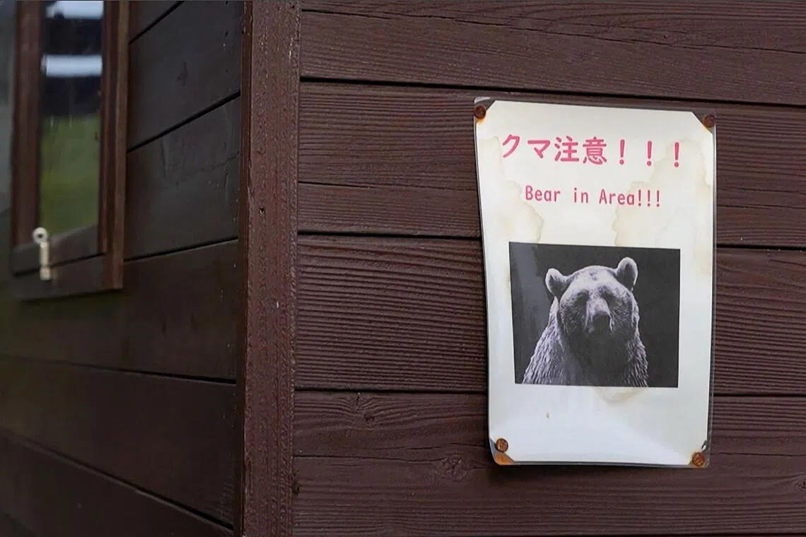 With the surge of bear sightings in urban areas, there have been times when as many as three bears are killed in a day.