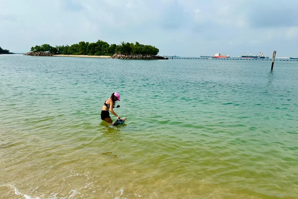 A lady and her dog seen swimming at the reopened Tanjong Beach.