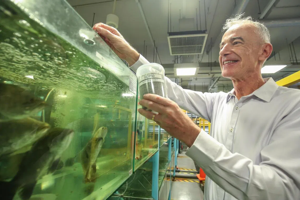 Professor Stefan Wuertz of NTU's School of Civil and Environmental Engineering (SCELSE) Deputy Centre Director) feeding Asian seabass with SCP50 - a diet of half regular fishmeal and half single-cell protein, which is cultivated from soybean processing wastewater.
