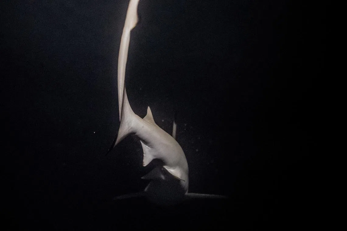 A newborn blacktip reef shark, which is listed as a vulnerable species, swims at night in Maya Bay at the Phi Phi Island National Park, on Feb 24, 2023. 