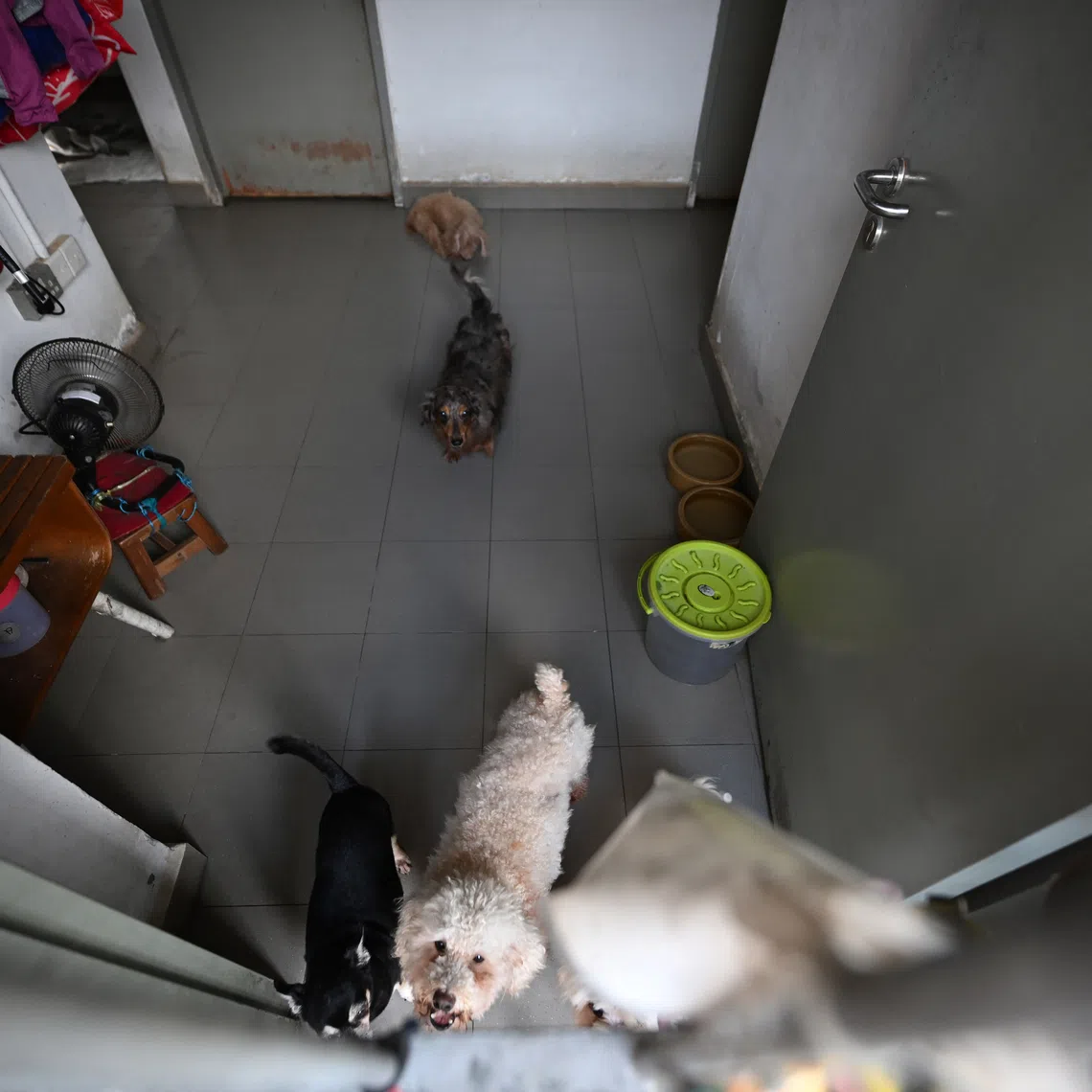 Dogs inside Animal Lovers League's (ALL) premises on Dec 8. ALL has lost its tenancy at The Animal Lodge, a facility supporting animal welfare groups and independent shelters.