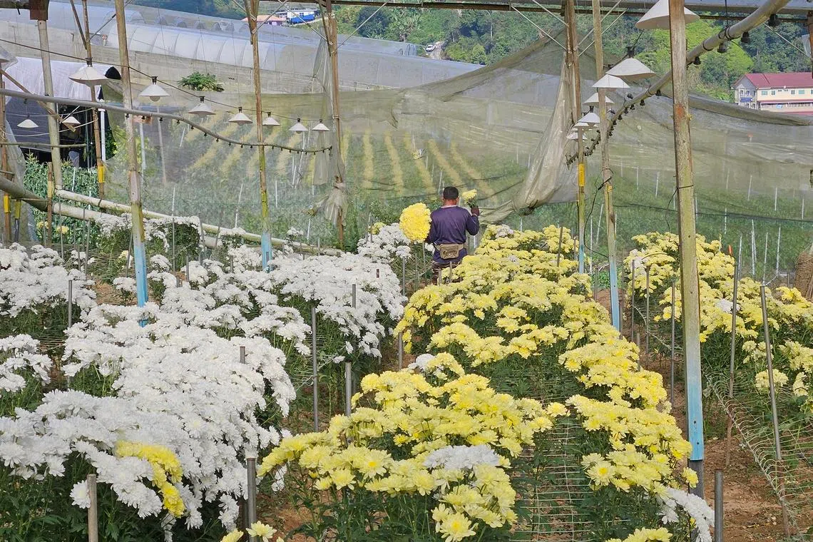 Flowers deprived of sunlight are unable to photosynthesise properly, resulting in smaller, weaker blooms that do not last long.