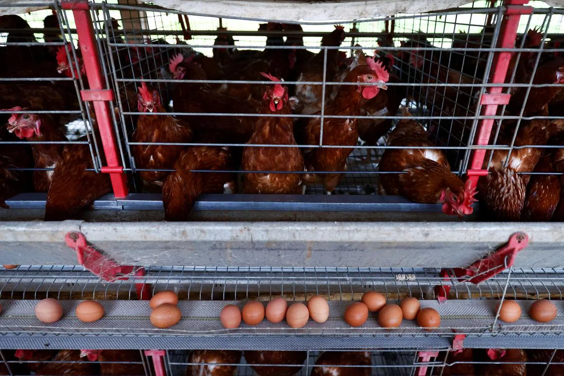 The sweeping ban from China clouds the outlook for exports from Brazil.