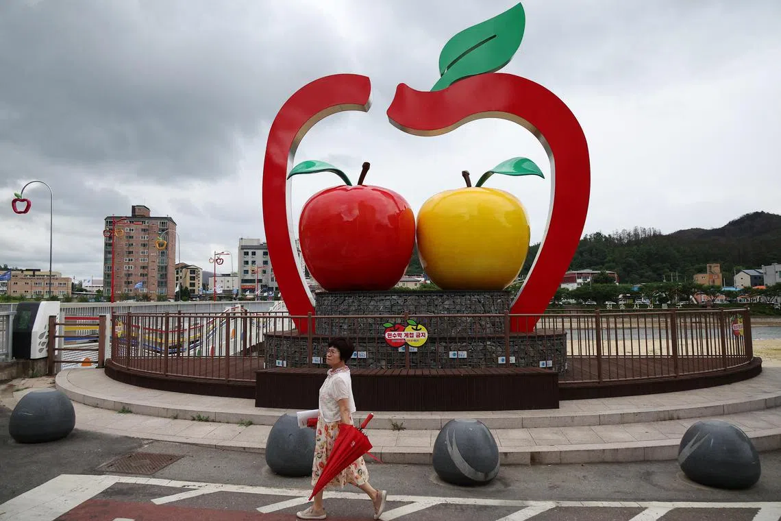 Apple farmers in Cheongsong county worry that their way of life could be under threat from an influx of cheap US imports.