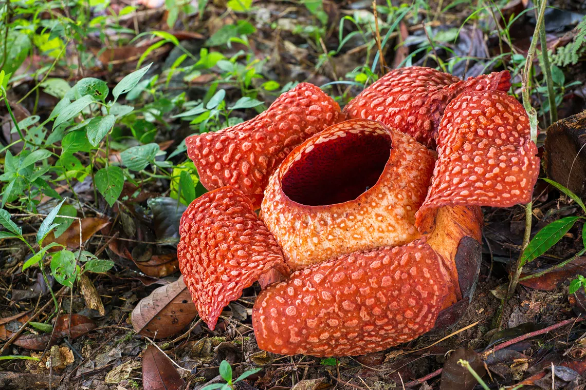 Rare sight: Four Rafflesia species bloom simultaneously in Indonesia’s Bengkulu