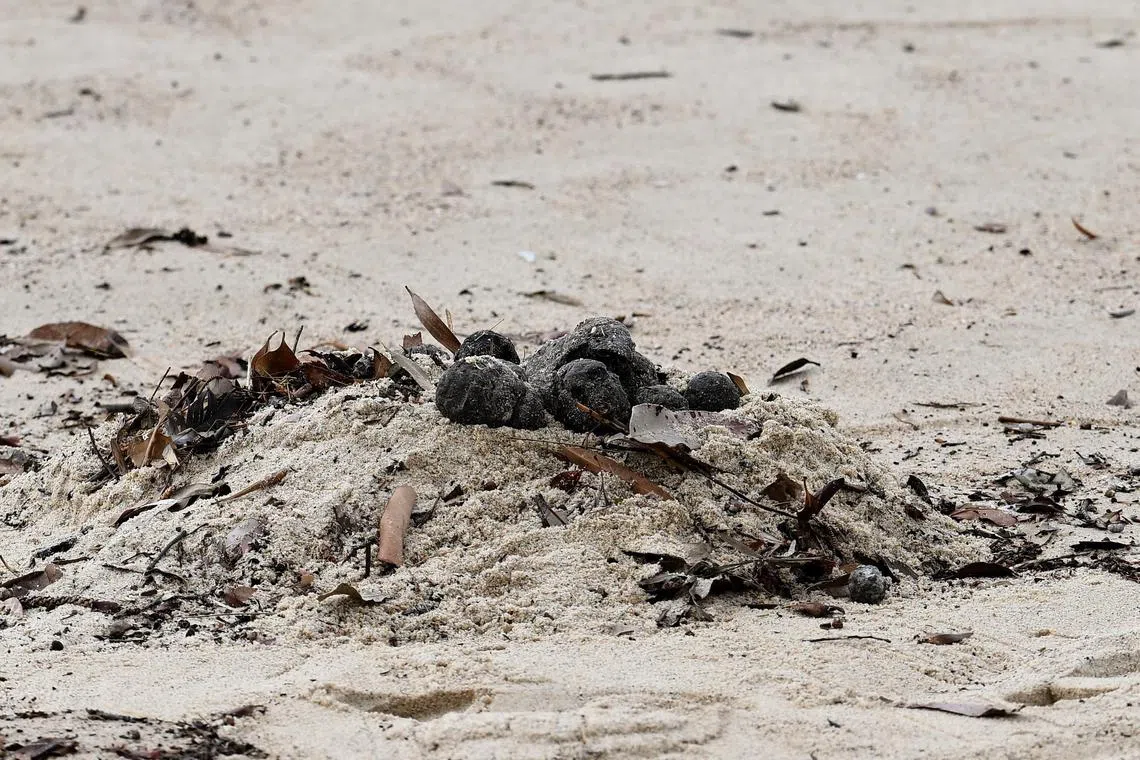 epa11661451 Unkown debris washed up on Coogee Beach causing the beach closure in Sydney, Australia, 16 October 2024. Coogee Beach in Sydney’s east closed following the discovery of mysterious, black, ball-shaped debris.  EPA-EFE/STEVEN MARKHAM  AUSTRALIA AND NEW ZEALAND OUT