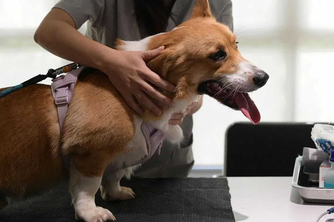 The move comes as telehealth as a mode for seeking veterinary services is becoming more common.