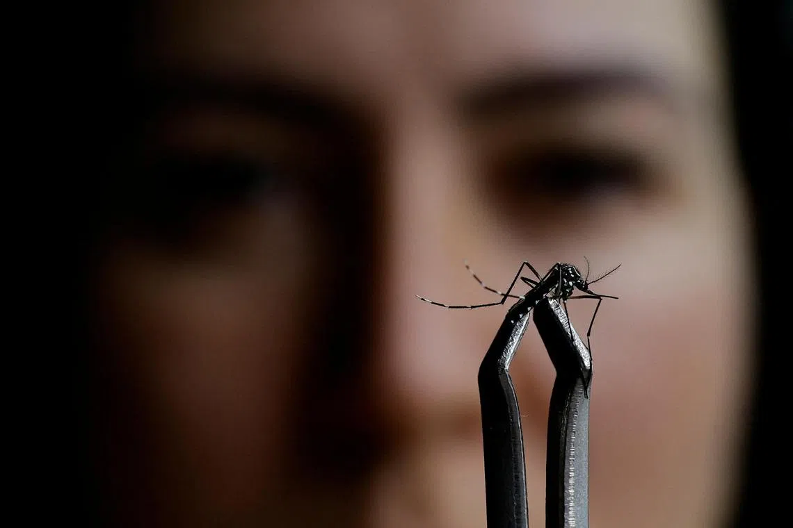 An Aedes aegypti mosquito that can transmit the dengue virus.