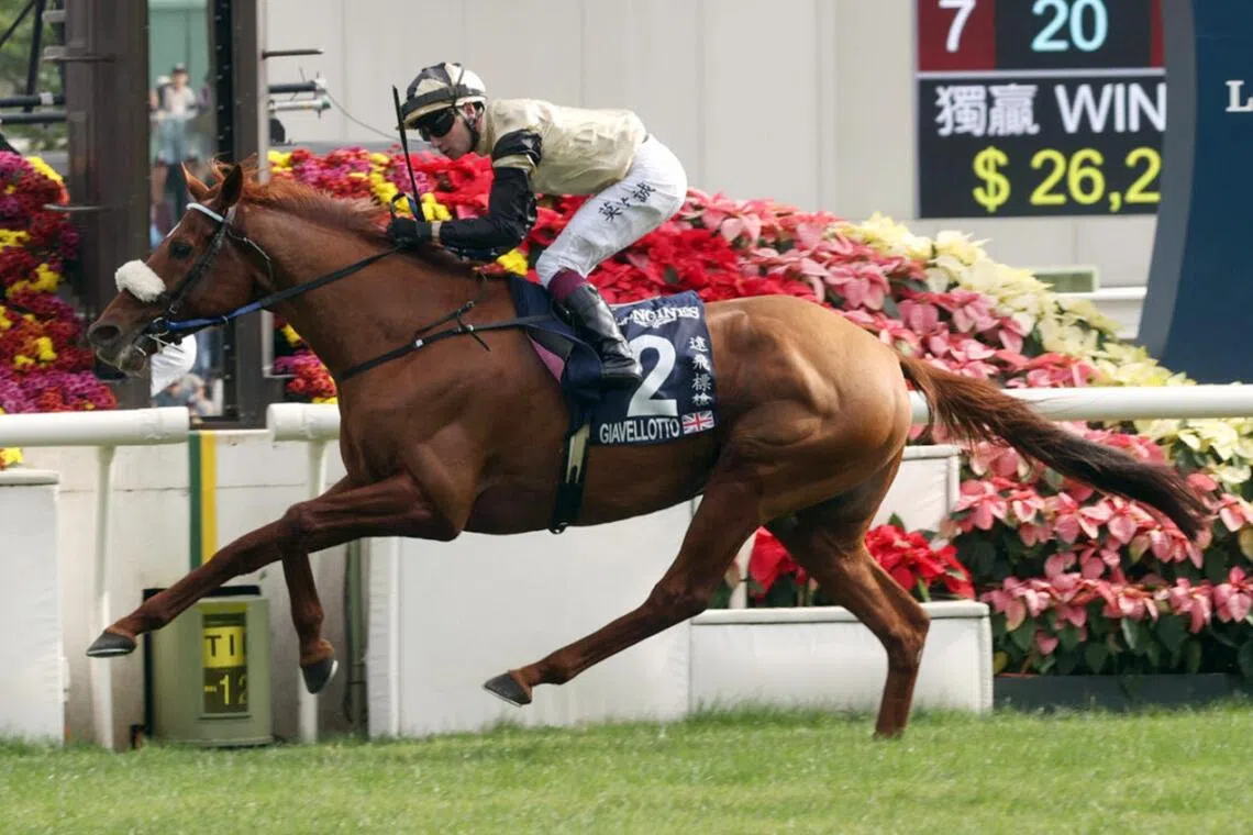 Giavellotto (Oisin Murphy) landing the Group 1 Hong Kong Vase (2,400m) at Sha Tin on Dec 8, 2024. Germany will be the well-travelled English-based stayer's first visit when he contests the Group 1 Grosser Preis von Baden (2,400m) at Iffezheim on Sept 6.
PHOTO: HKJC