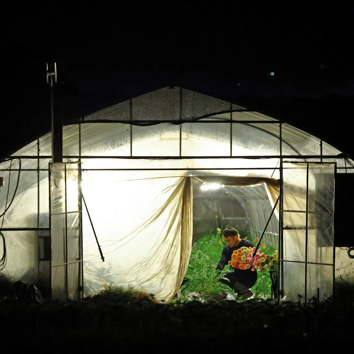 Motoaki Iijima, owner of the Nikko Engei flower farm, harvests gerbera flowers inside an illuminated greenhouse at night in Nikko, Japan, on Aug 8.