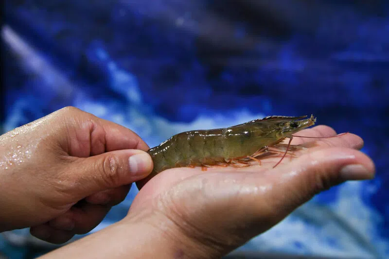 The humble prawn is big money for Ecuador, which sold more than US$8 billion worth last year, more than India, Vietnam and Indonesia combined.