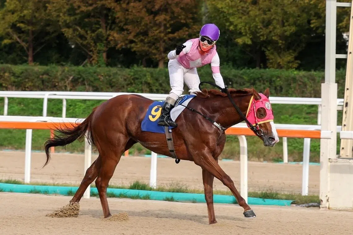 Chief Star - Chief Star (Choi Bum-hyun) landing the Listed NACF Chairman's Trophy to remain undefeated in her first three starts, establishing herself as one of the top juvenile prospects in South Korea. Now three, the filly will attempt to keep the charmed run going in the Class 4 (1,400m) in Seoul on Jan 3.

Photo by Korea Racing Authority
