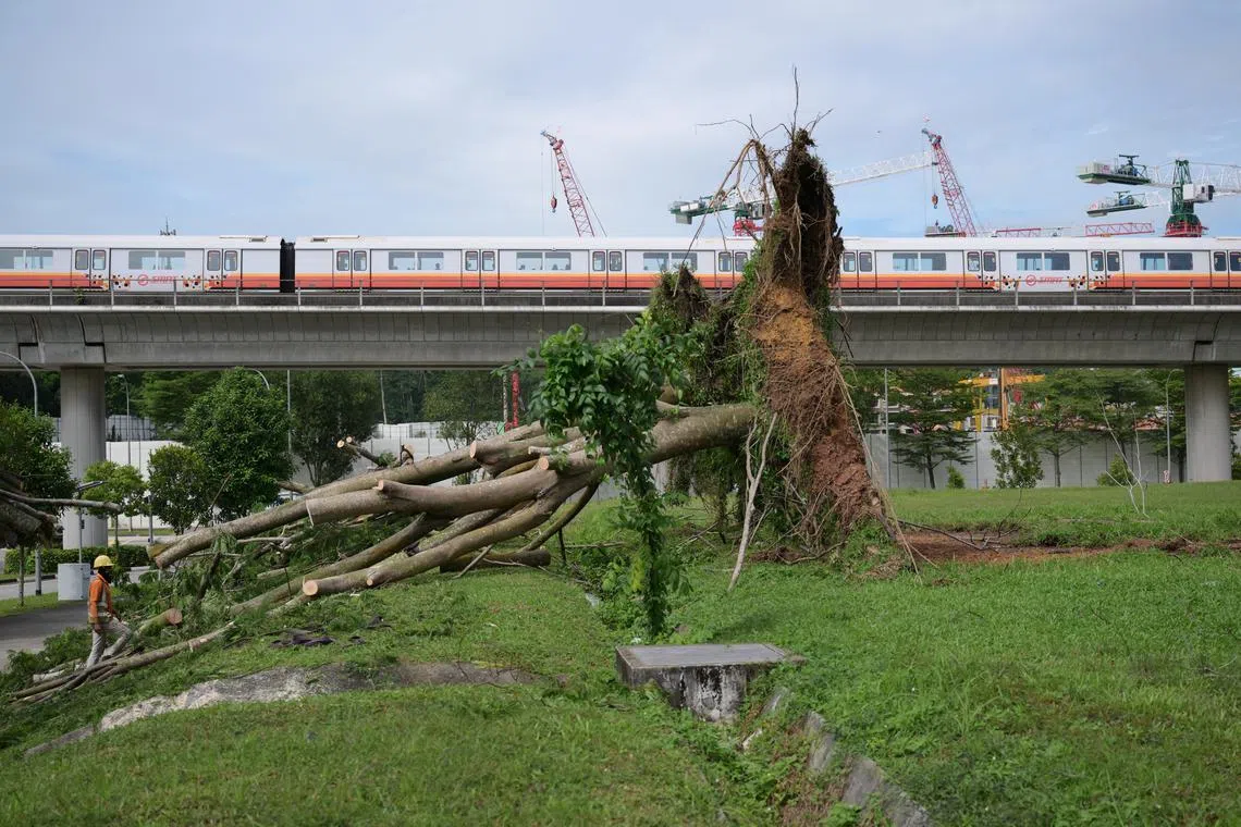 A tree uprooted in Choa Chu Kang Grove after heavy and intense rainfall battered Singapore on the evening of Sept 17.