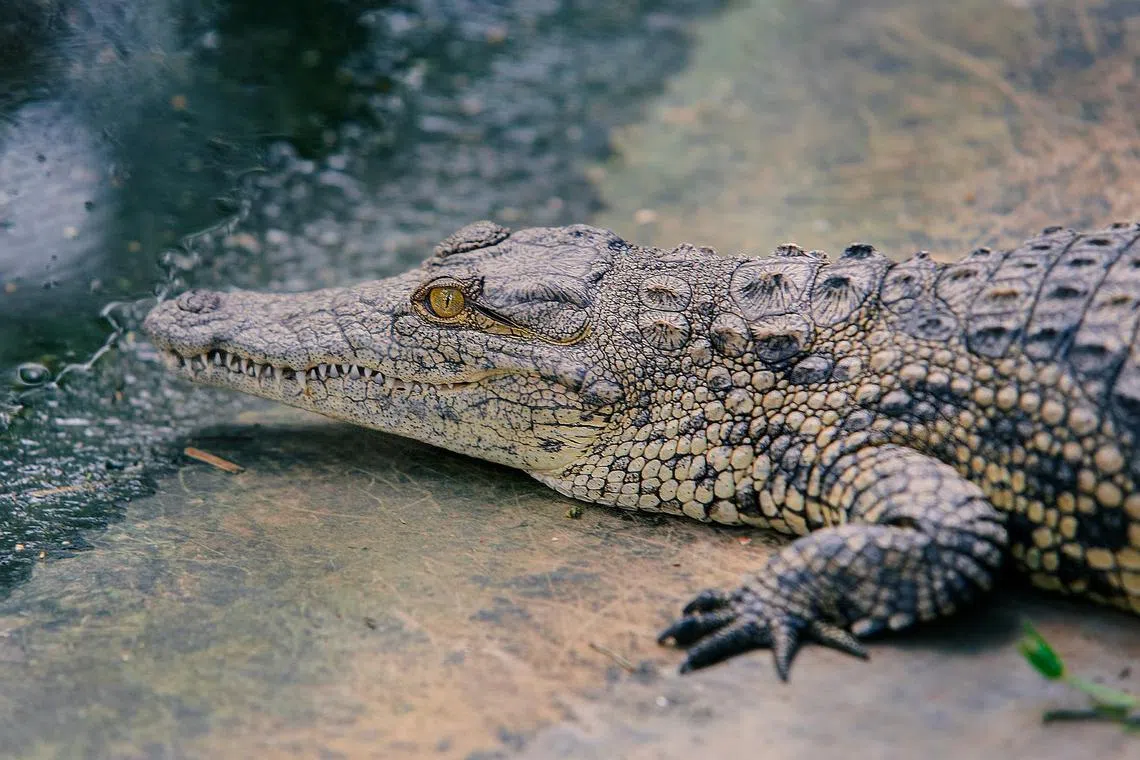 More than 70 reptiles escaped from a commercial crocodile farm in the southern Chinese city of Maoming earlier this month after a typhoon inundated the area.