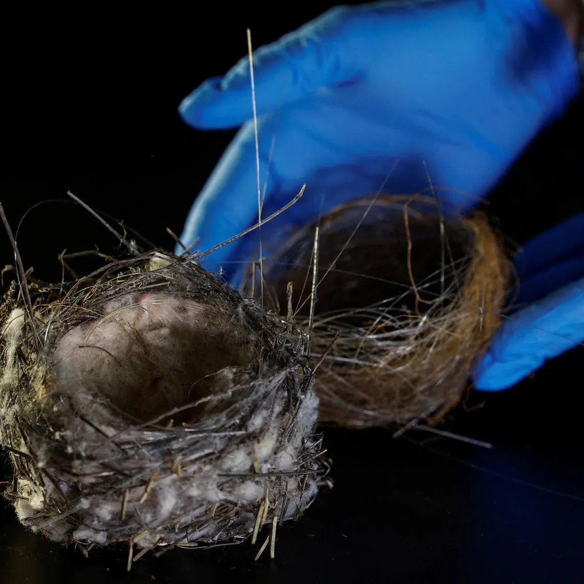 Researchers do not yet know which birds made the nest or how they gathered the cables.