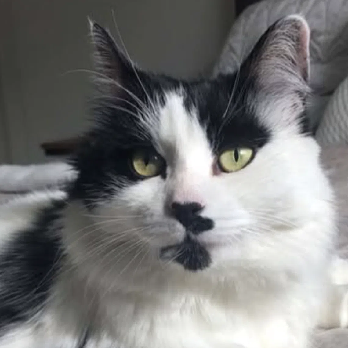 Ms Zaydullina had gotten Liza from a shelter for US$60 (S$77) in 2013.