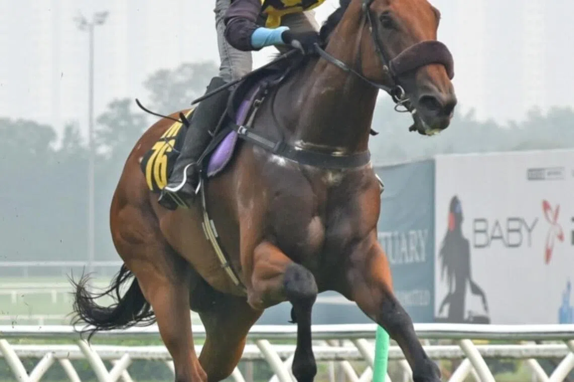 Slug; Pacific Commander
Caption: Pacific Commander
PHOTO: SELANGOR TURF CLUB