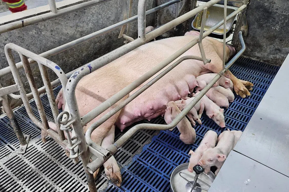 Recently born piglets feeding from a sow.