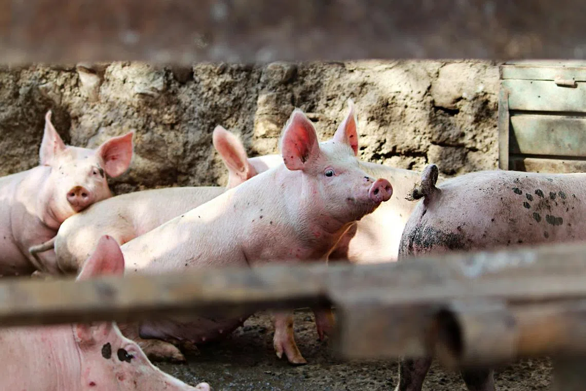 In 2024 alone, between 50,000 and 60,000 pigs were slaughtered across Italy.