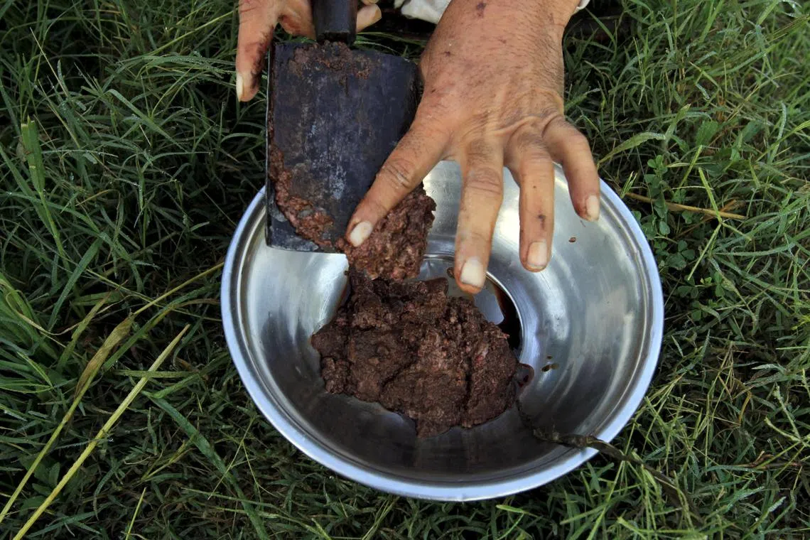 FILE PHOTO: Raw opium from a poppy head is seen at a poppy farmer's field on the outskirts of Jalalabad, April 28, 2015. REUTERS/Parwiz/File Photo