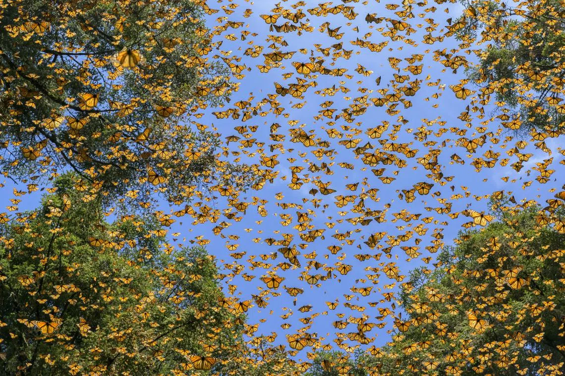 Butterflies stream through the trees in El Rosario, a sanctuary within the Monarch Butterfly Biosphere Reserve in Michoacán, Mexico. Migrating monarchs winter in the same oyamel fir groves that sheltered earlier generations.
