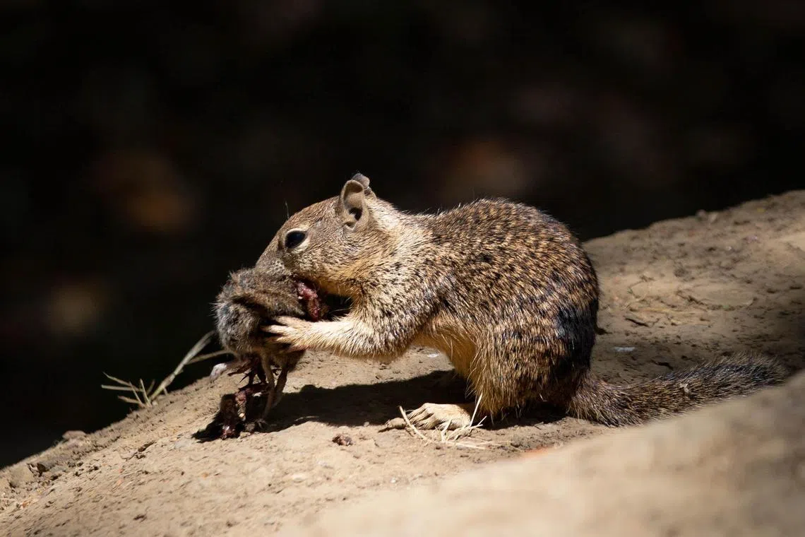 Squirrels may seem like adorable, nut-hoarding furballs, but some are ruthless predators that hunt, tear apart, and devour voles.